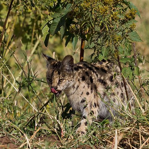 116 Tanzania, Ngorongoro Krater, serval.jpg